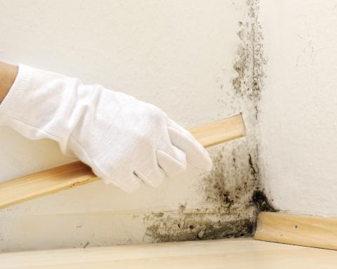 How to Detect and Remove Mold