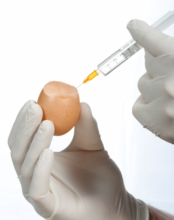 Is the Flu Shot Safe If I Am Allergic to Eggs?